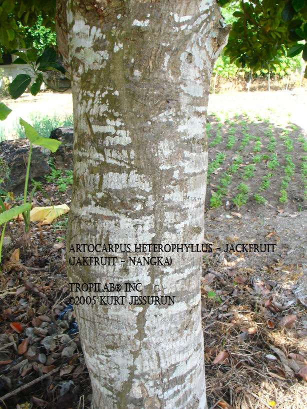 Artocarpus heterophyllus - Jackfruit stem