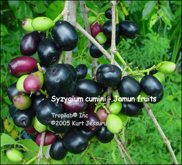 Syzygium cumini (Jamun) fruits - Tropilab
