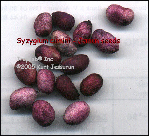 Syzygium cumini - Jamun