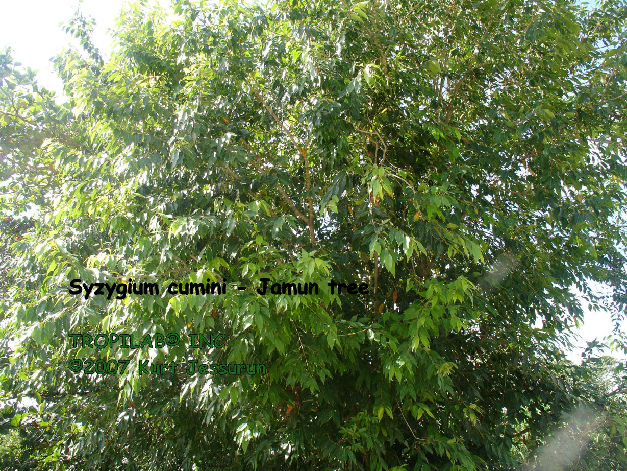 Syzygium cumini - Jamun tree