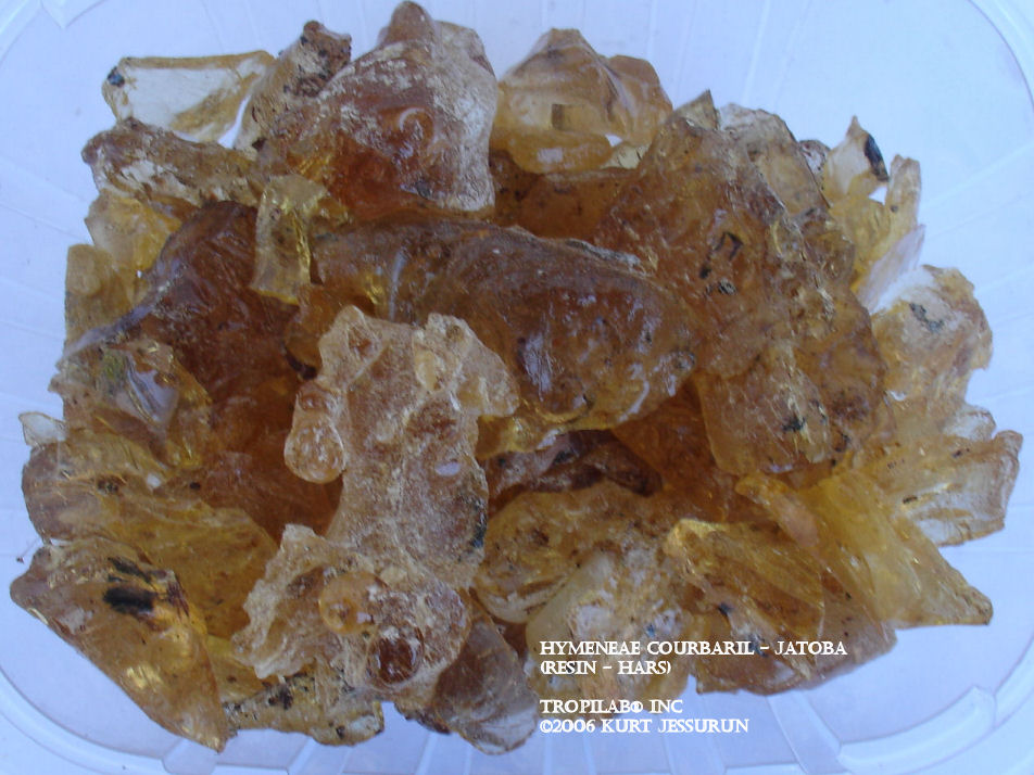 Hymenaea courbaril - Jatoba resin - TROPILAB