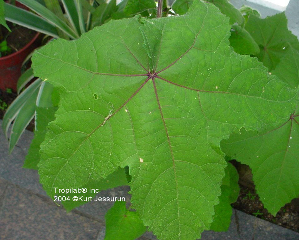 Hibiscus abelmoschus - Musk okra leaf