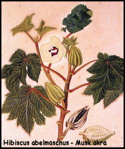 Hibiscus abelmoschus - Musk okra