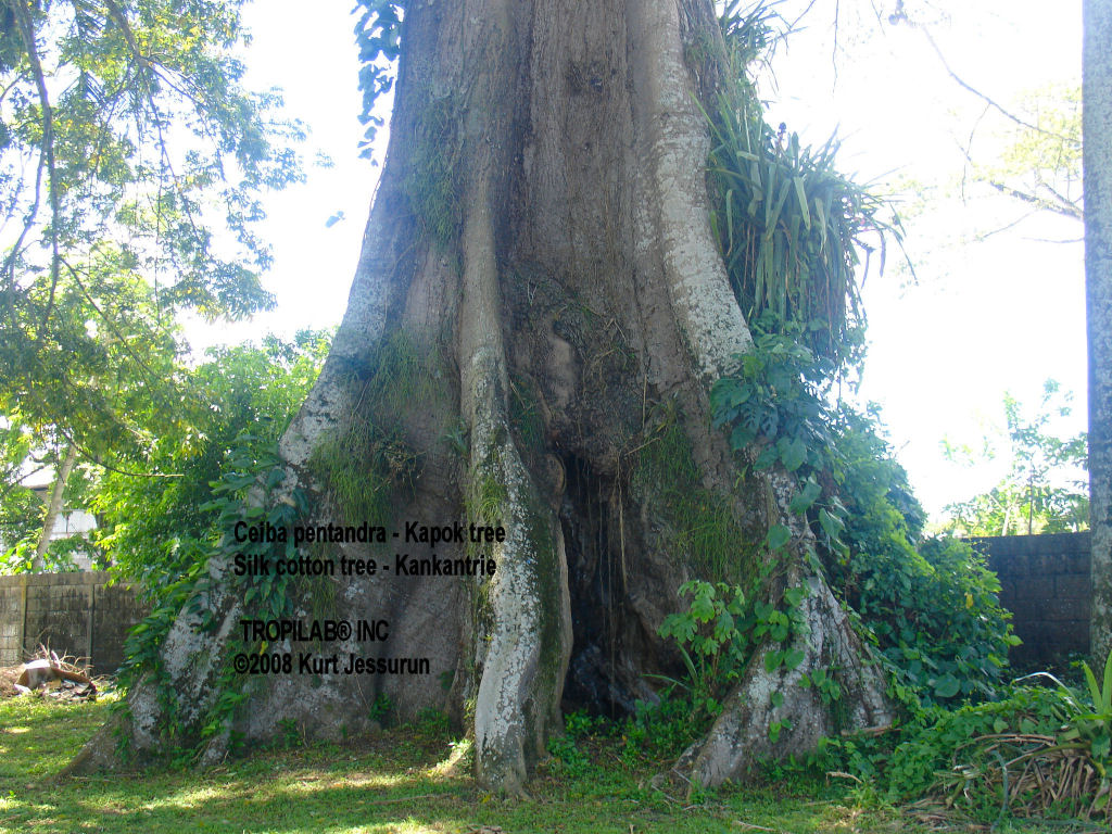 Ceiba pentandra - Kapok tree