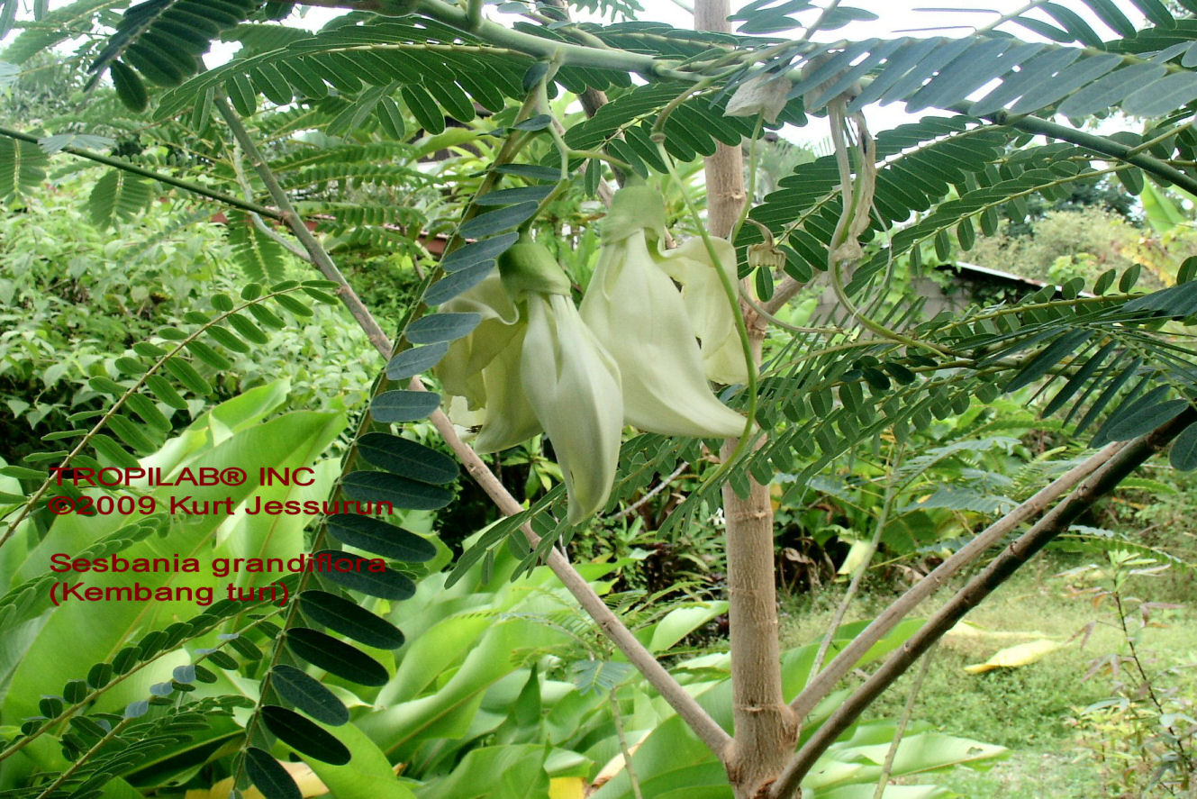 Kembang turi flowers