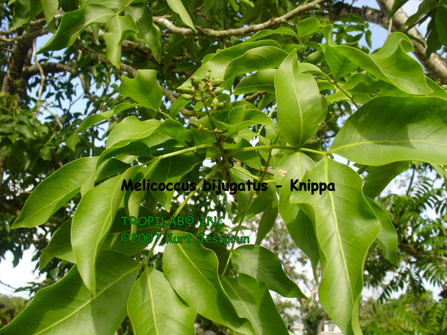 Melicoccus bijugatus - Knippa leaves