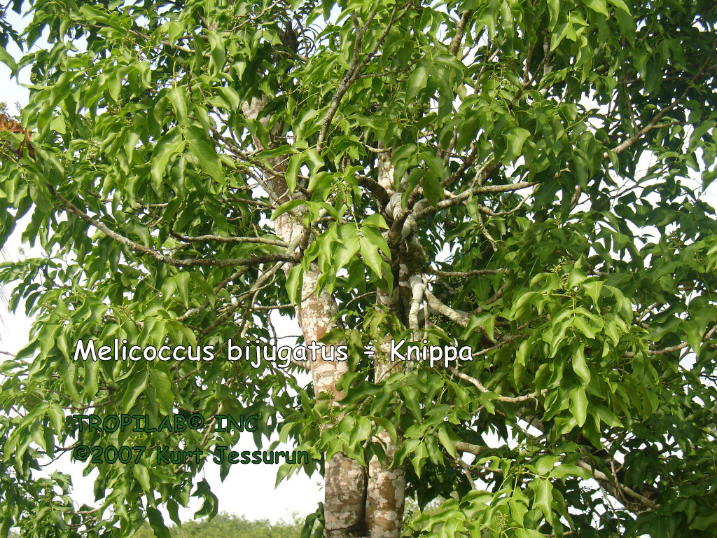 Melicoccus bijugatus - Knippa tree