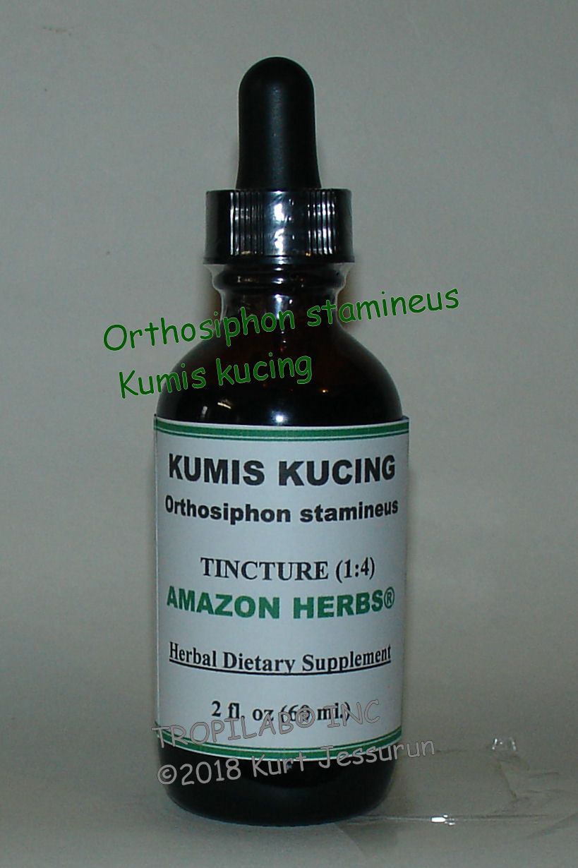 Orthosiphon stamineus, Kumis kucing tincture, has antioxidant, antitumor, anti-inflammation and 
antimicrobial activity. Cleans kidneys, urinary tract and bladder; flushes out kidney stones and treats Urinary Tract 
Infections