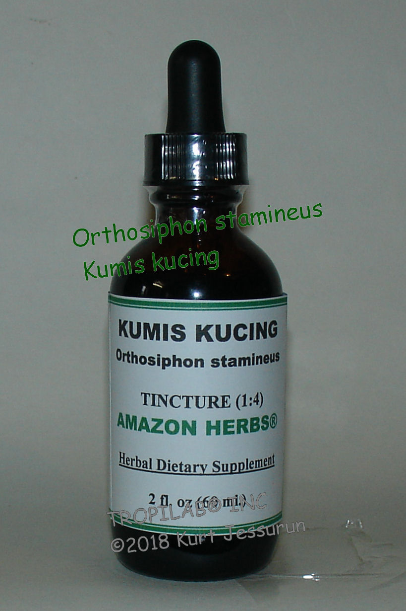 Orthosiphon stamineus, Kumis kucing tincture, has antioxidant, antitumor, anti-inflammation and 
antimicrobial activity. Cleans kidneys, urinary tract and bladder; flushes out kidney stones and treats Urinary Tract 
Infections