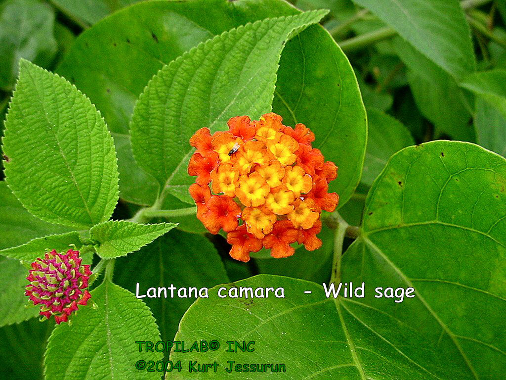Lantana camara - Wild sage