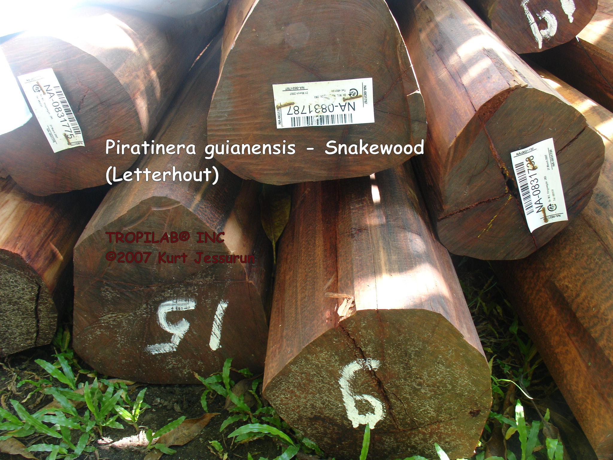 Piratinera guianensis - Snakewood