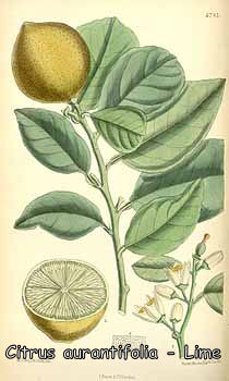 Citrus aurantifolia - Lime