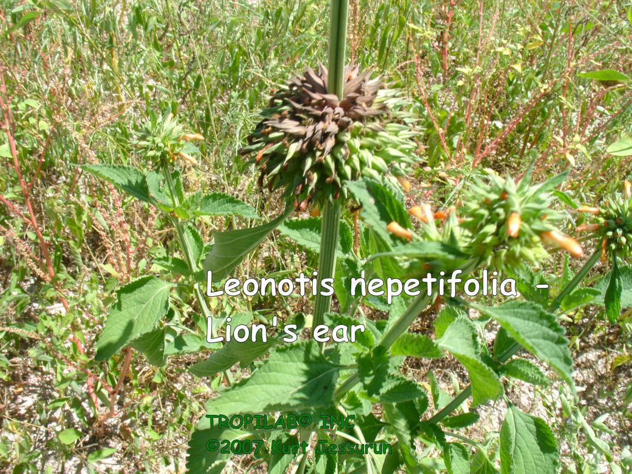 Leonotis nepetifolia - Lion's ear flowers