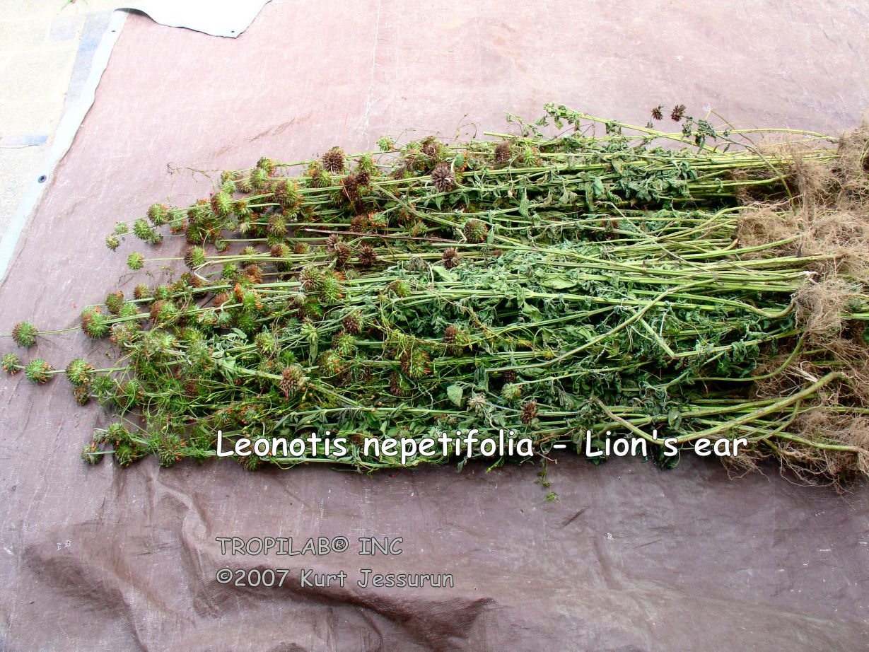Leonotis nepetifolia - Lion's ear harvest