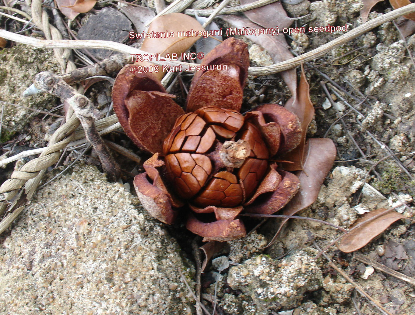 Swietenia mahogany open seedpod