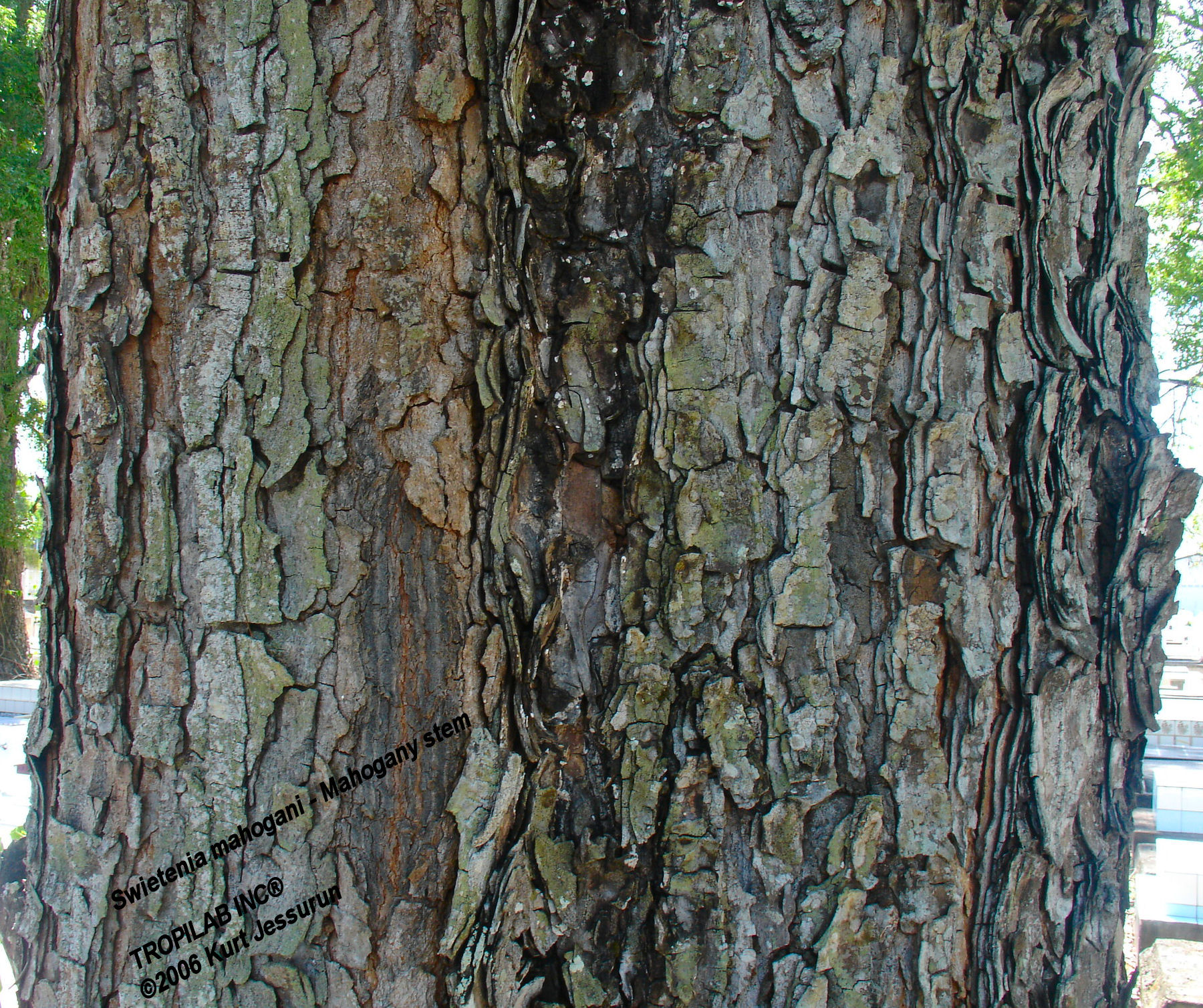 Swietenia mahogany stem