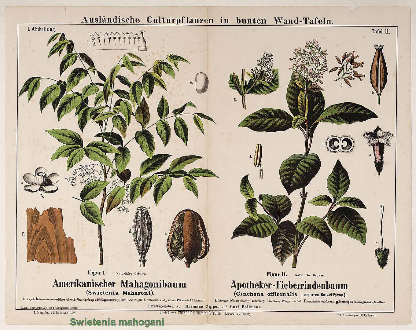 Mahogany Scientific Name Mountain Mahogany What s In A Name Mahogany Scientific Name Mountain Mahogany What s In A Name