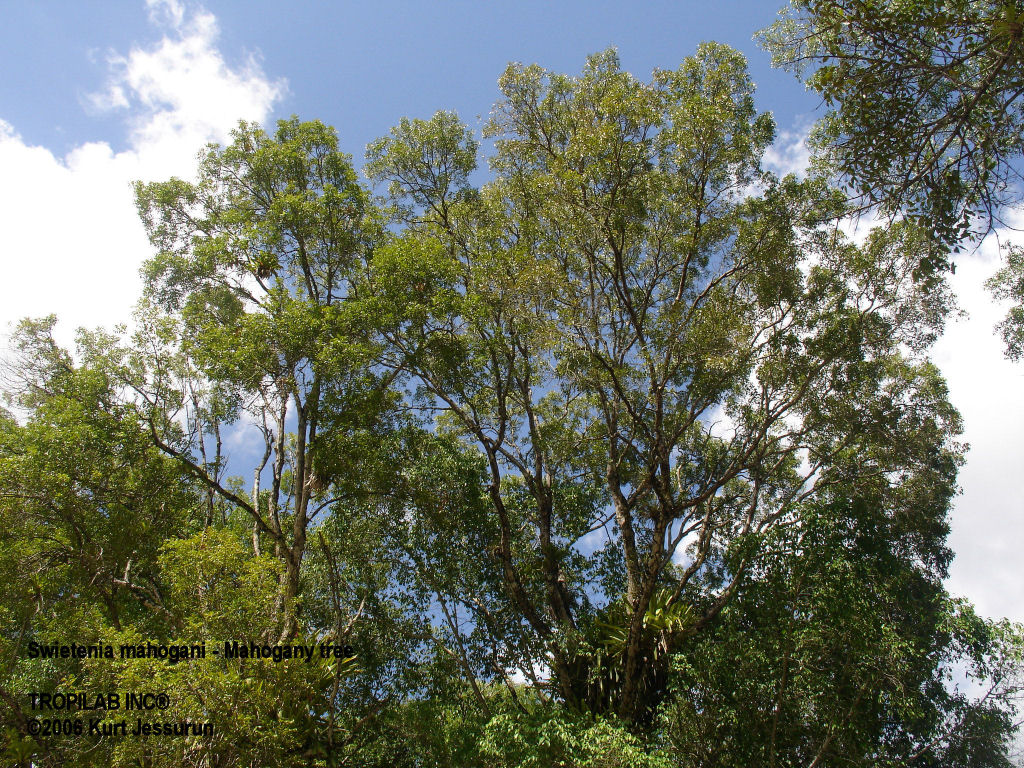 Swietenia mahogani tree