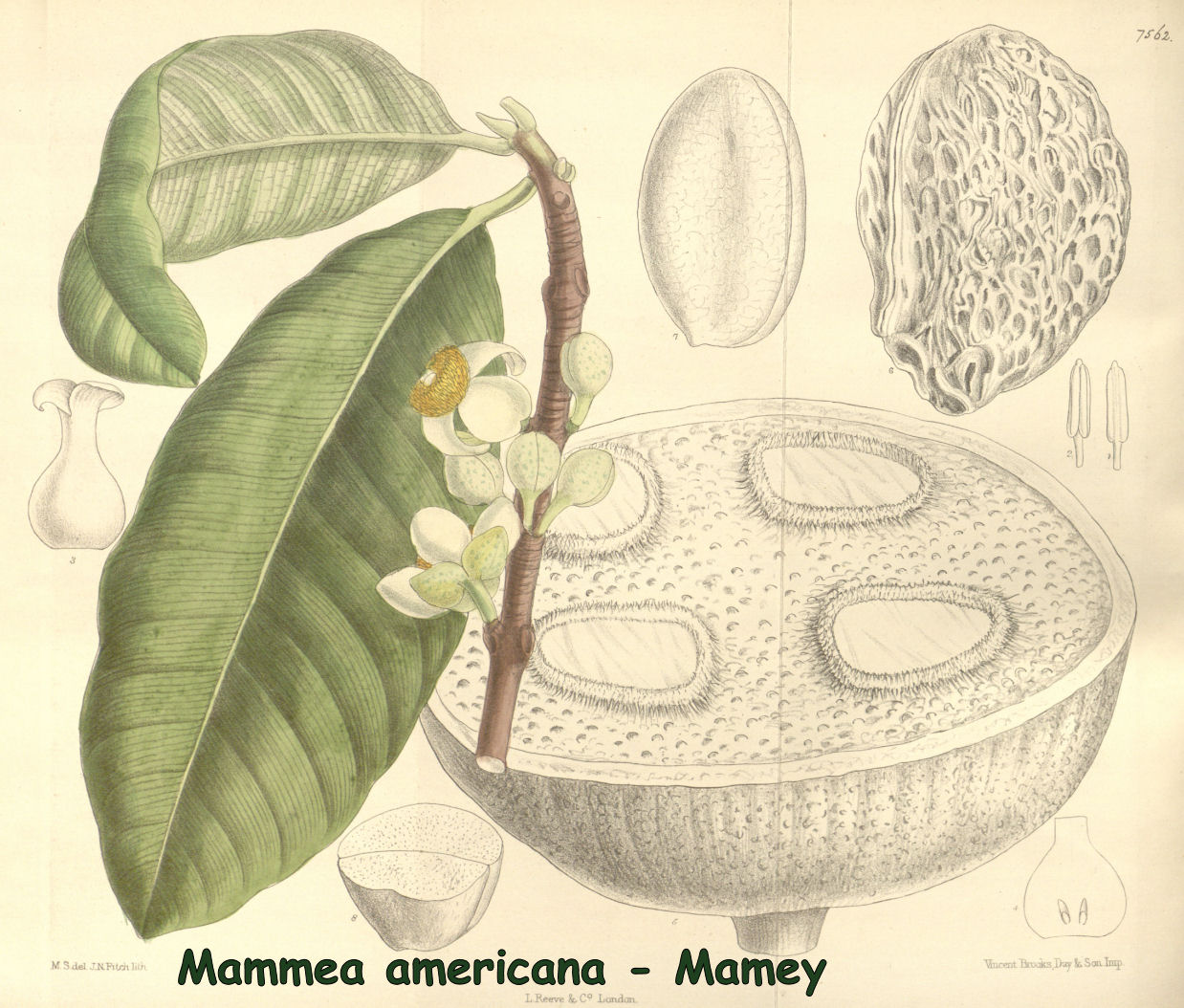 Mammea americana - Mamey