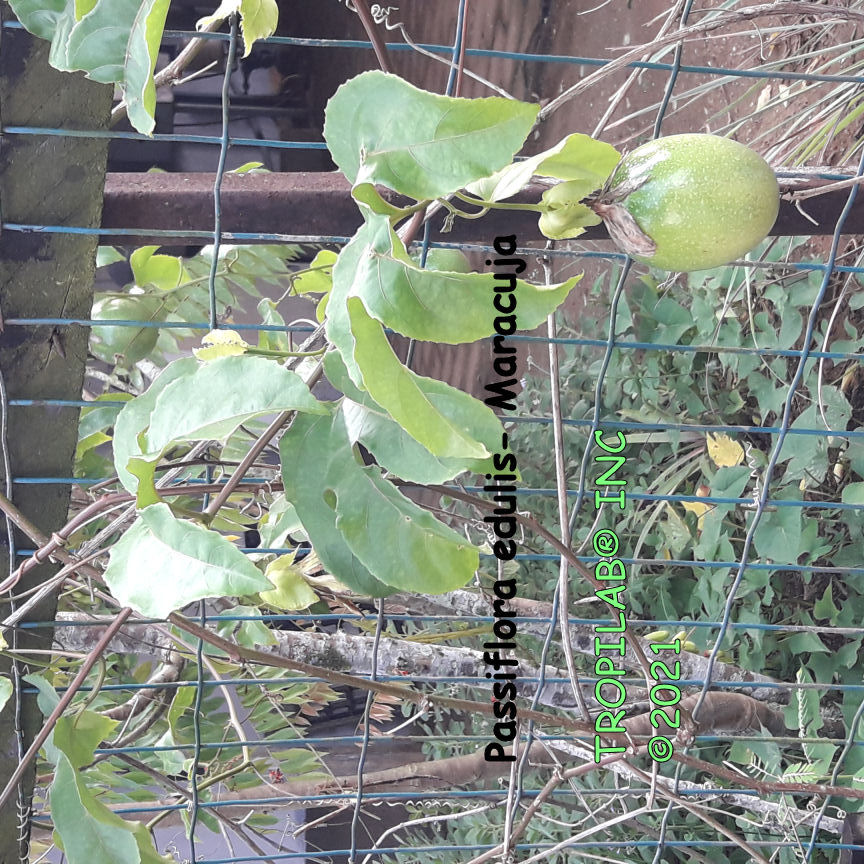 Passiflora edulis - Maracuja fruit; Passionflower fruit - Tropilab