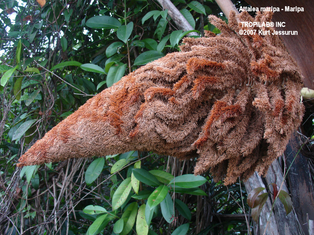 Attalea maripa - Maripa palm inflorescence 
