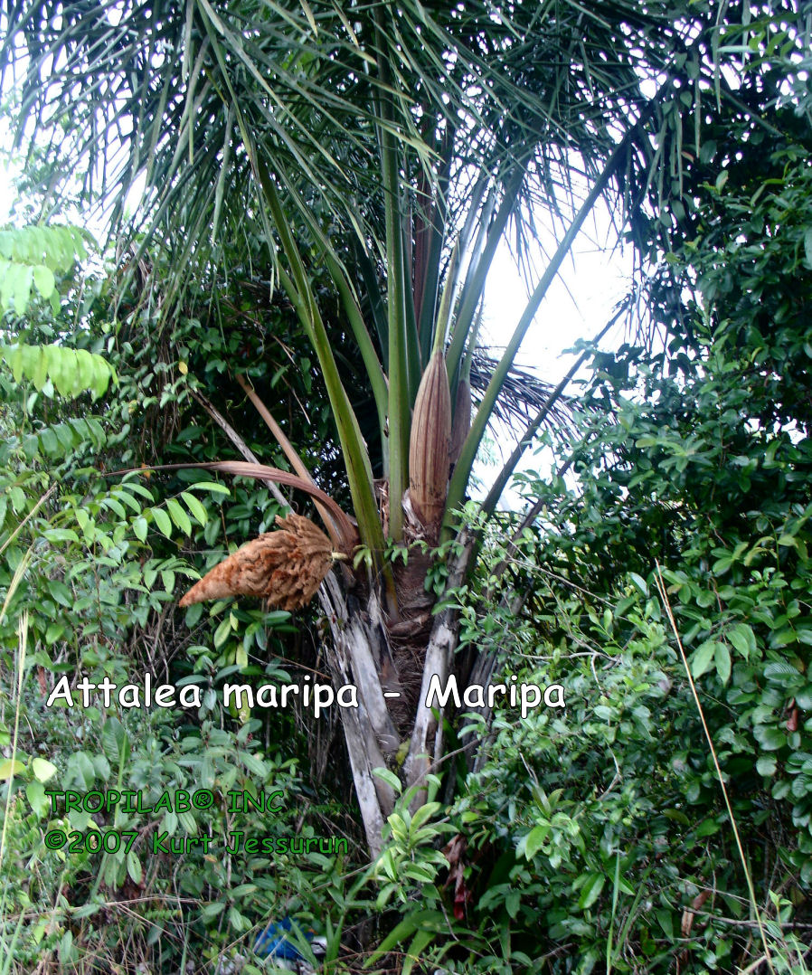 Attalea maripa - Maripa palm inflorescence