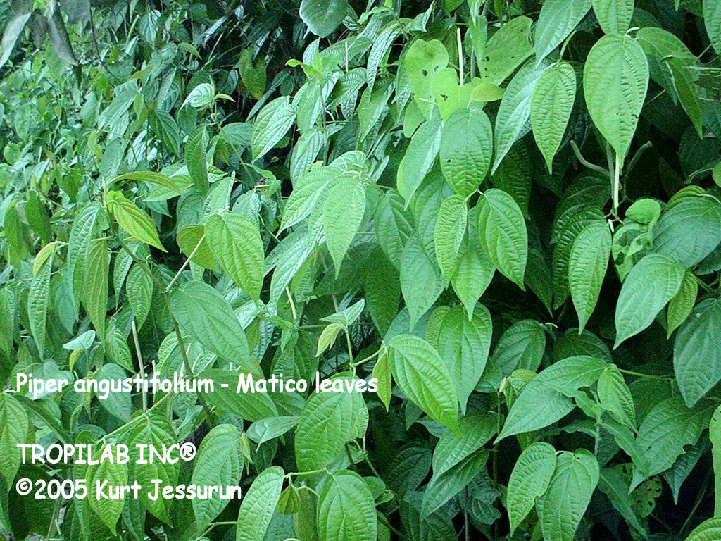 Piper angustifolium - Matico leaves