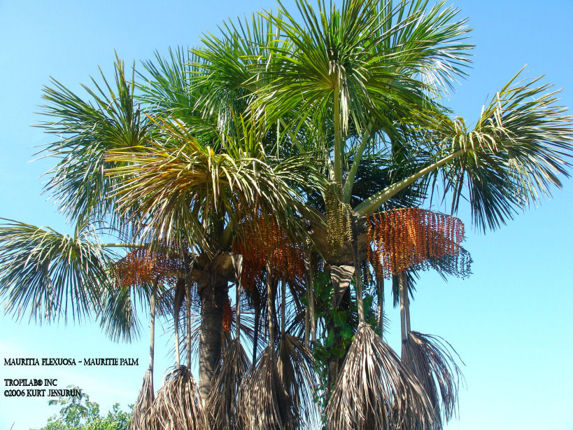 Mauritia flexuosa - Mauriti palm