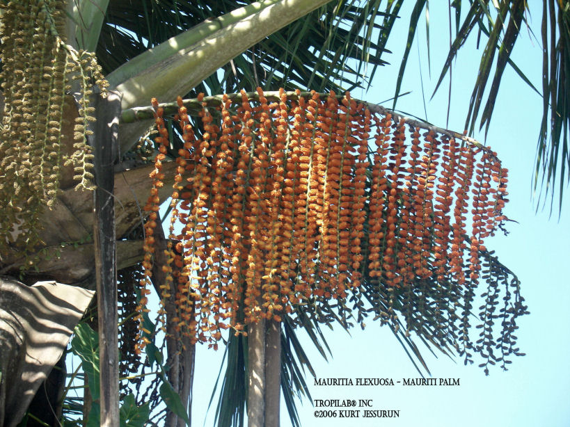 Mauritia flexuosa - Mauriti palm flowers
