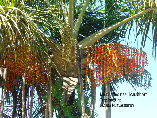 Mauritia flexuosa palm fruits