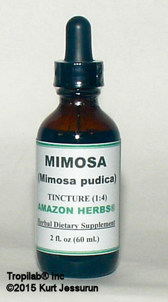 Mimosa pudica tincture