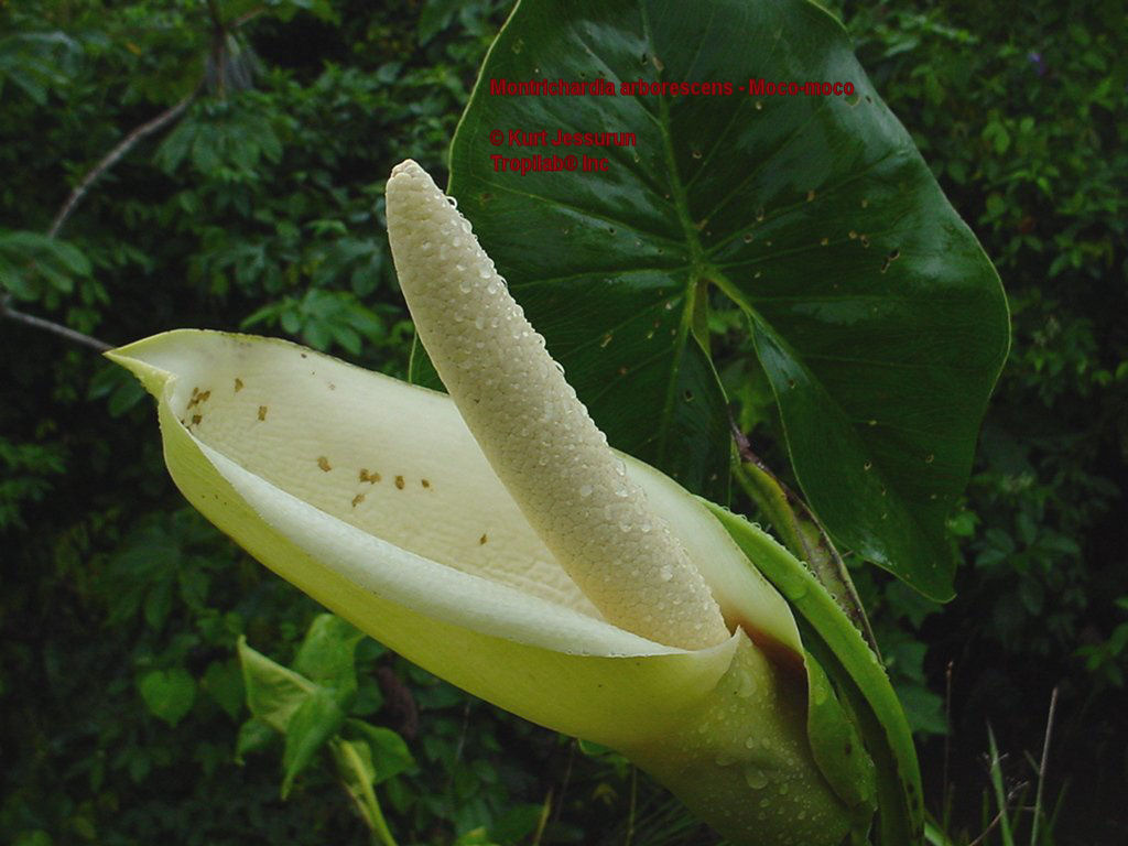 Montrichardia arborescens - Mocou mocou flower