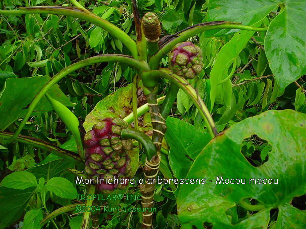 Montrichardia arborescens - Mocou mocou fruit