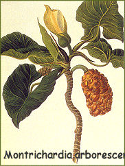 Montrichardia arborescens - Mocou mocou