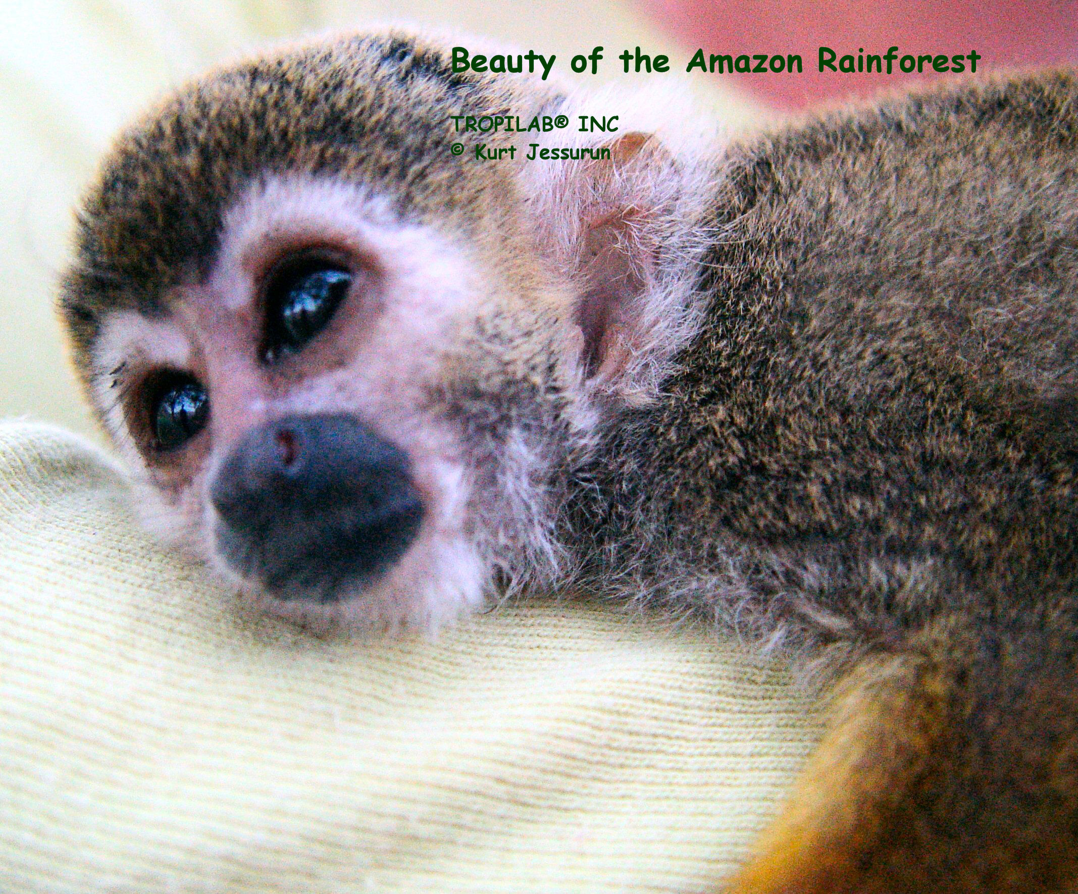 Beauty of the Amazon Rainforest