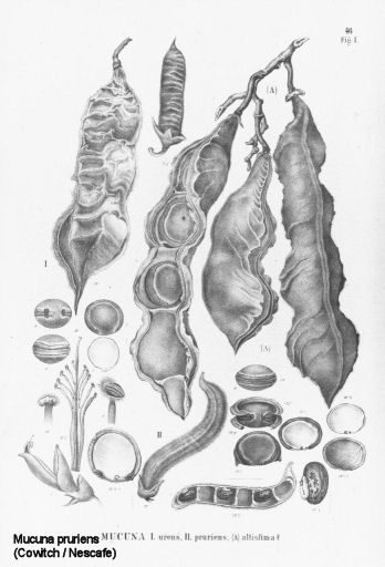 Mucuna pruriens