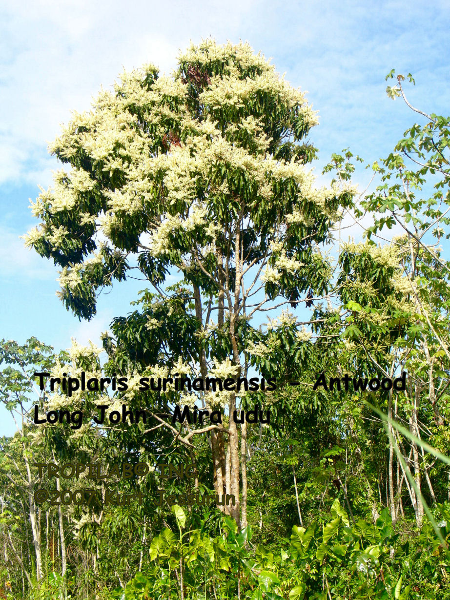 Triplaris surinamensis - Mulato tree