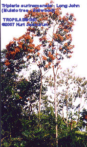 Triplaris surinamensis - Mulato tree