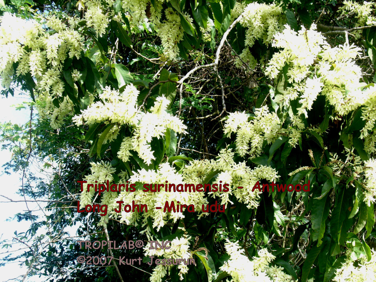 Triplaris surinamensis - Long John flowers 