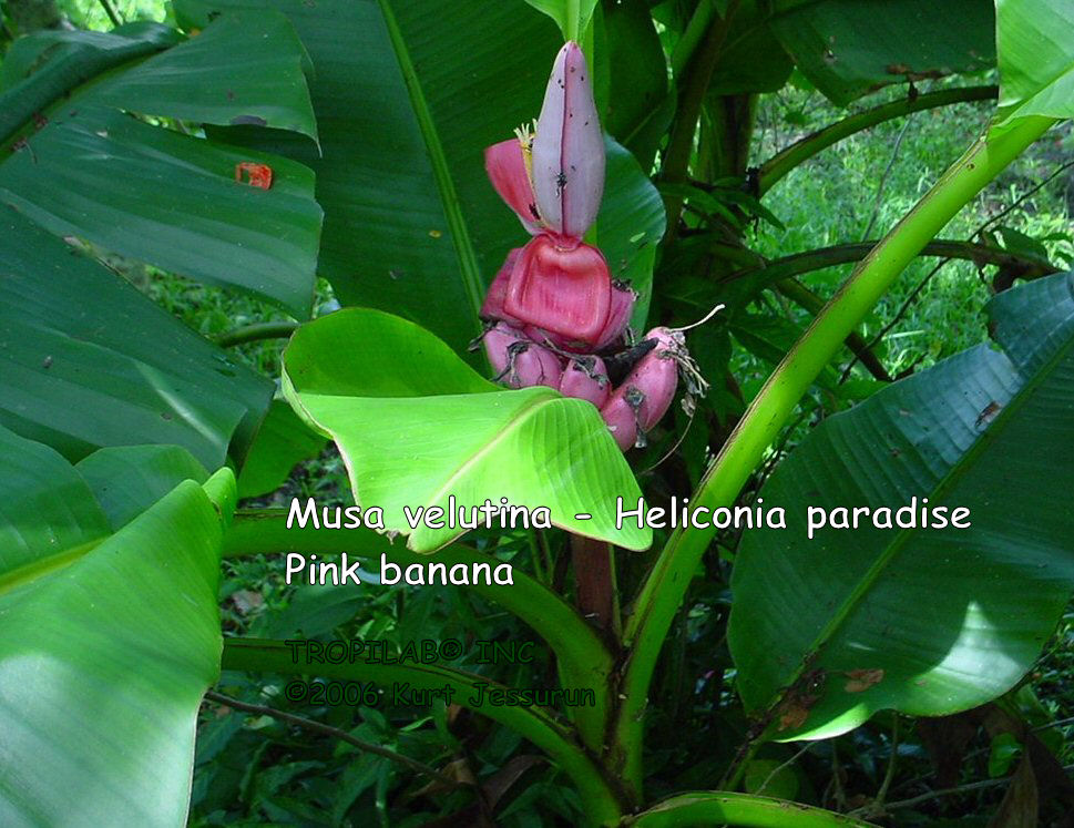 Musa velutina - Heliconia paradise