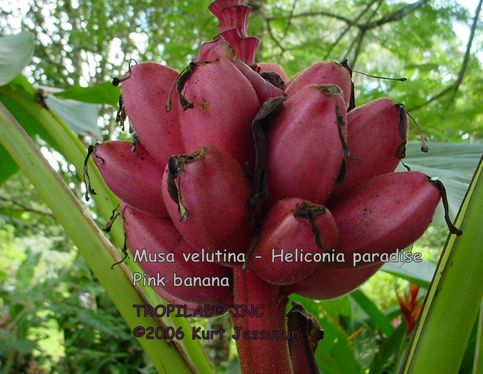 Musa velutina - Heliconia paradise