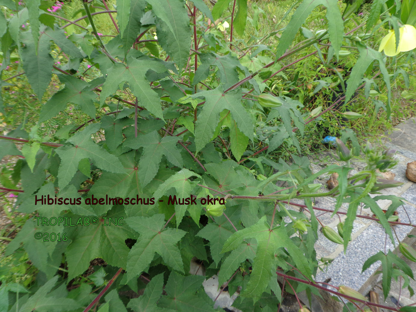 Hibiscus abelmoschus - Musk okra leaves
