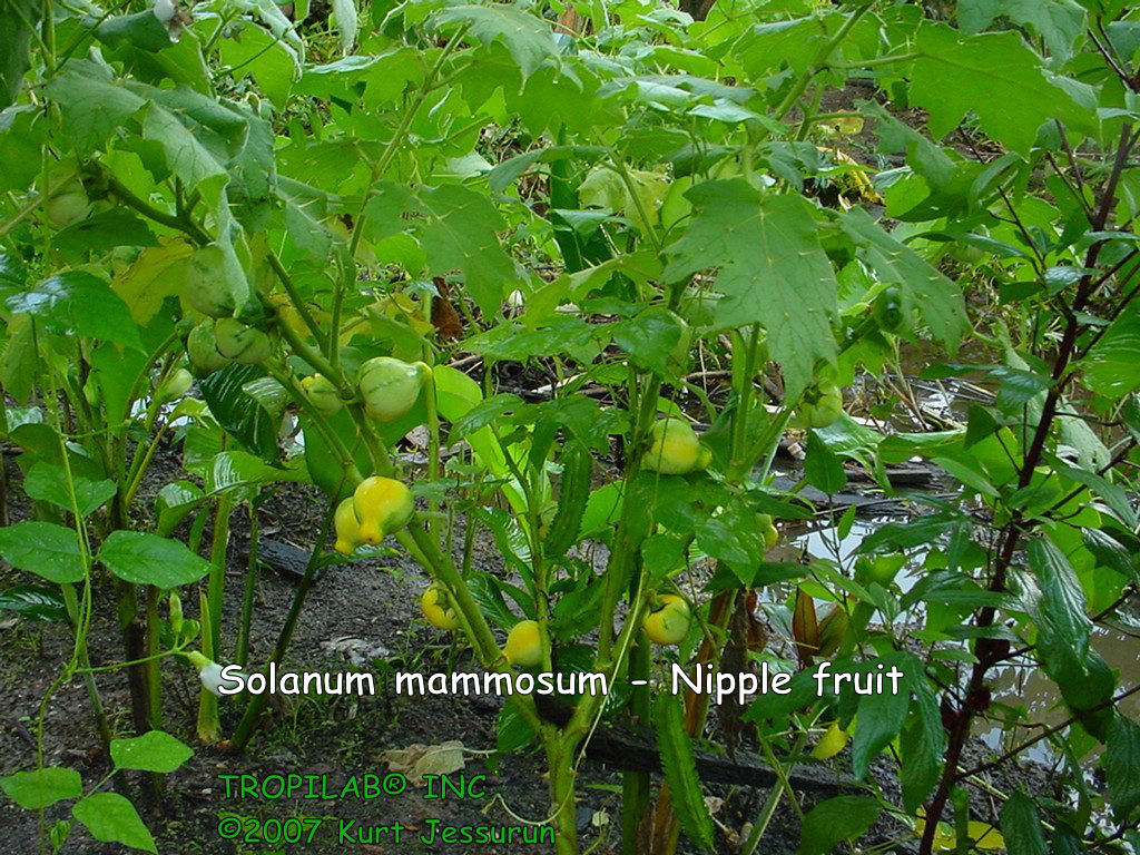 Solanum mammosum - Nipple fruit