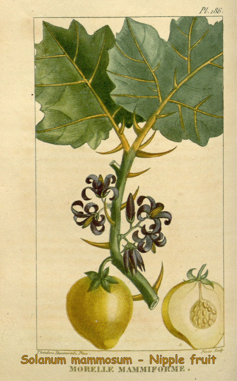 Solanum mammosum - Nipple fruit