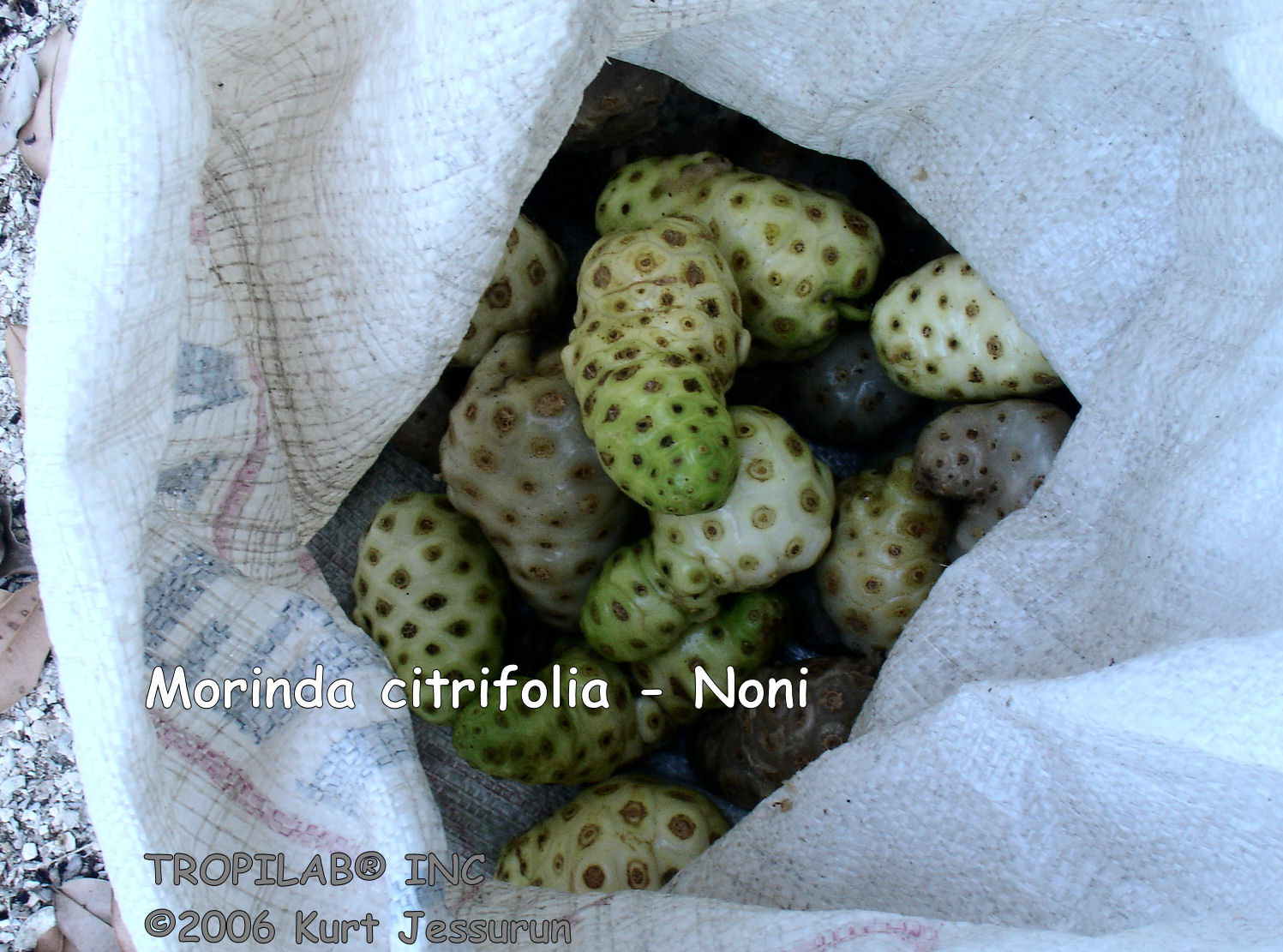 Morinda citrifolia - Noni fruits