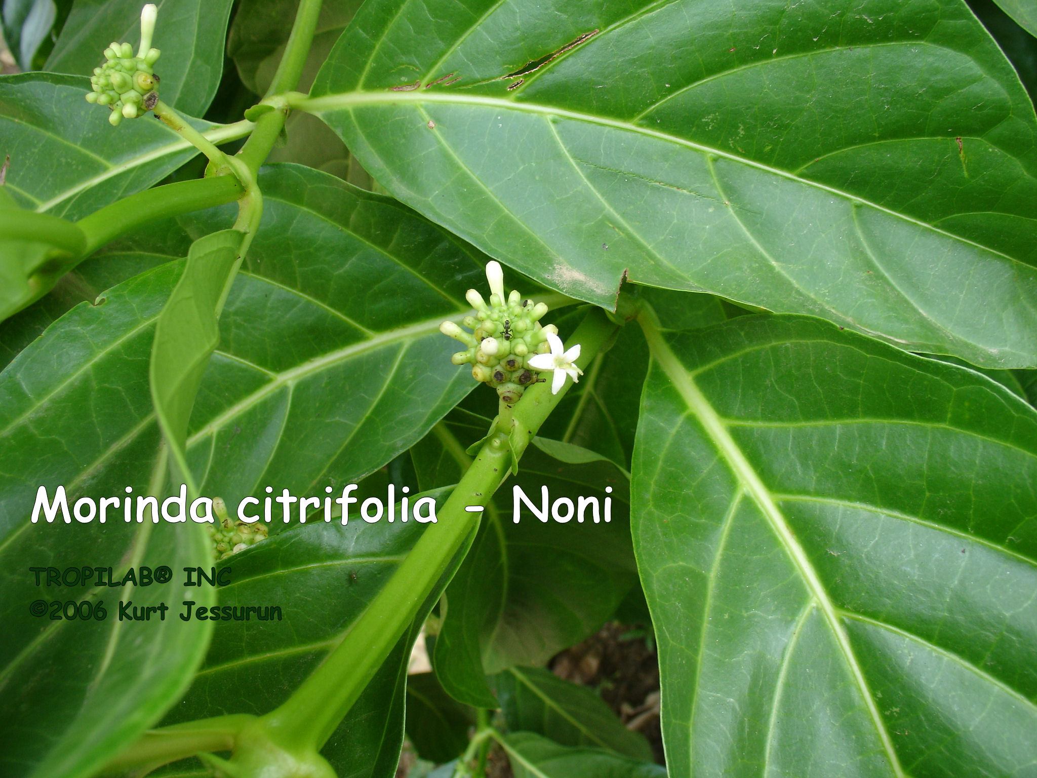 Morinda citrifolia - Noni leaves