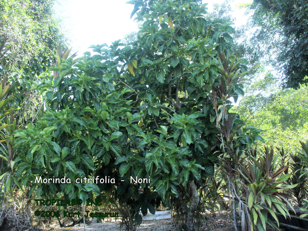 Morinda citrifolia - Noni tree