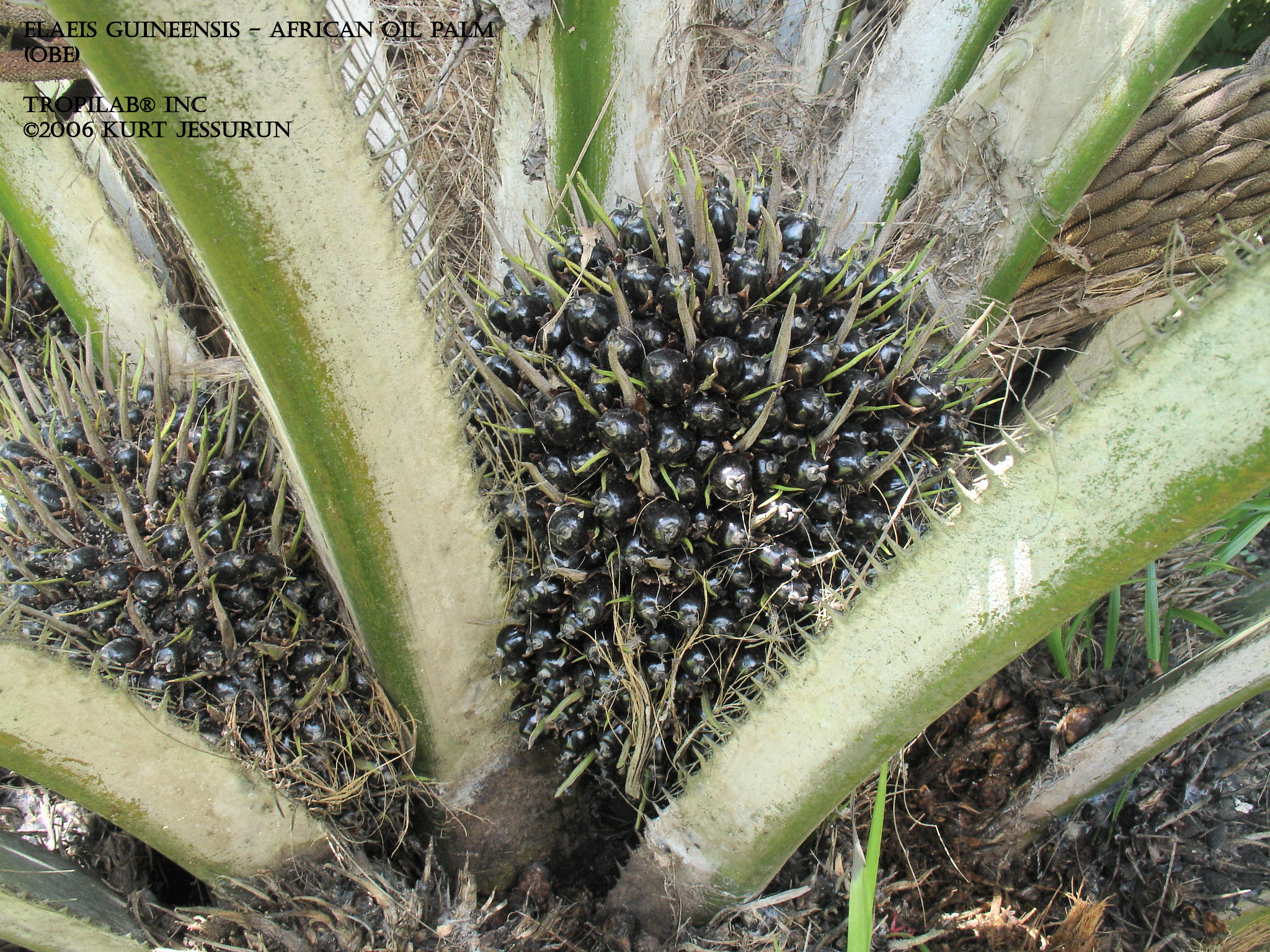 Elaeis guineensis - Obe palm fruits