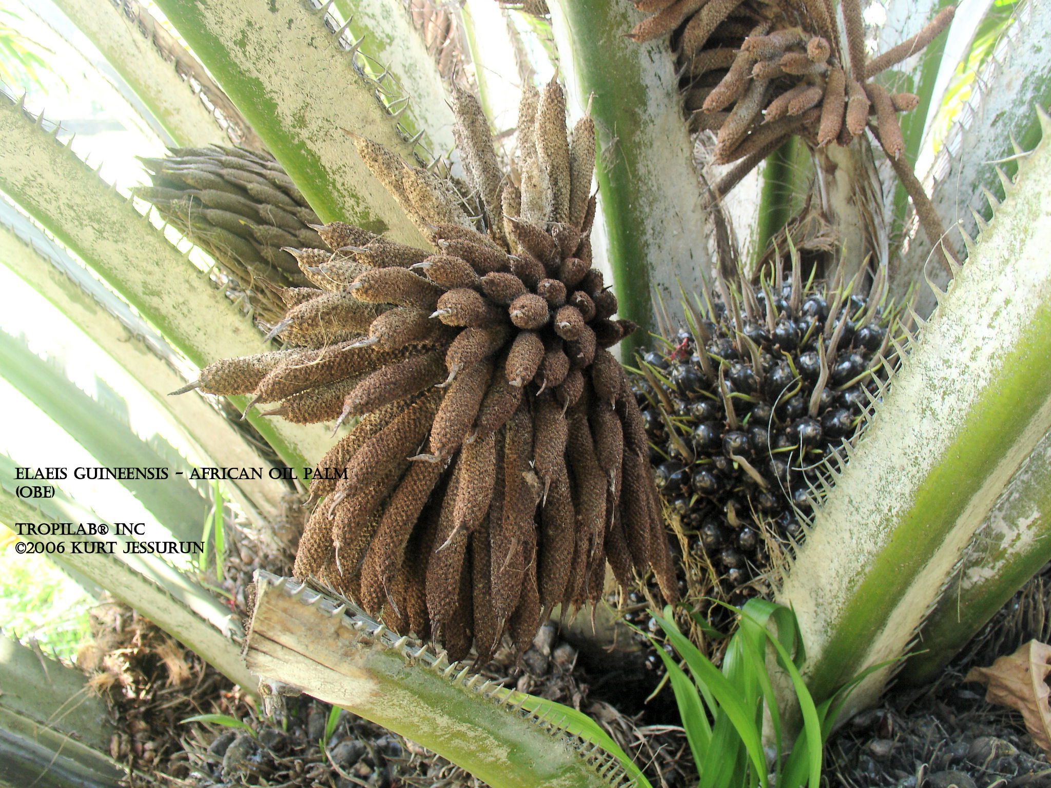 Elaeis guineensis - Obe palm fruits