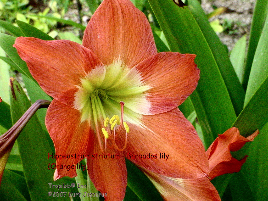 Hippeastrum striatum - Barbados lily